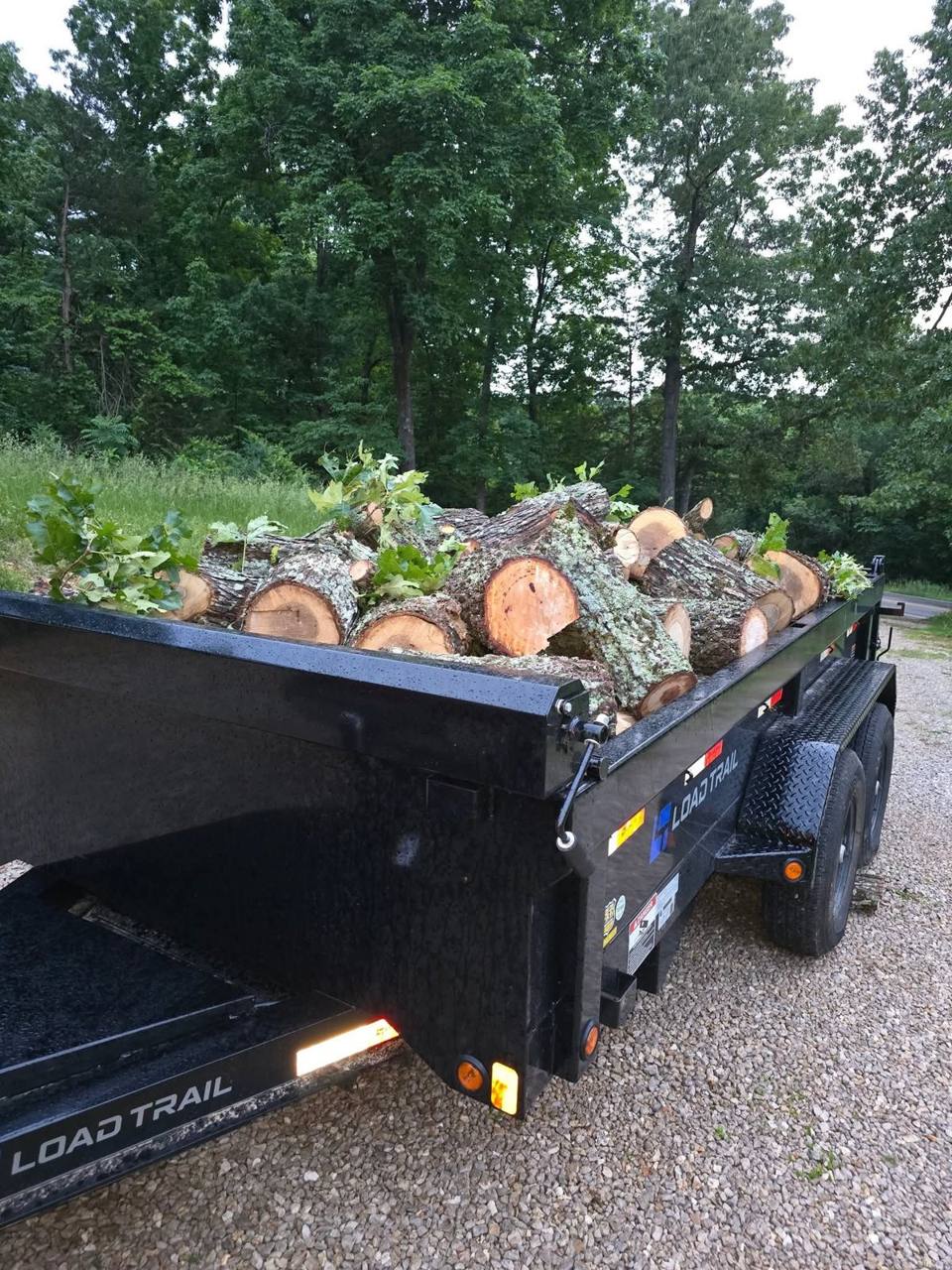 A trailer full of freshly cut green oak logs